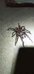 Acanthoscurria