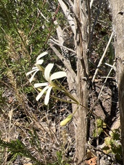 Pelargonium elongatum