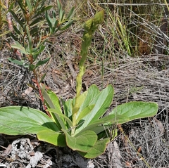 Berkheya herbacea