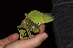 Trioceros deremensis