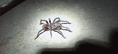 Acanthoscurria