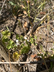 Pelargonium elongatum