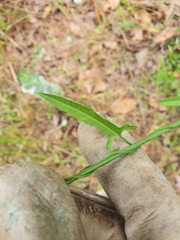 Dioscorea hastifolia