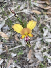 Diuris orientis