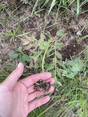 Lasiosiphon kraussianus