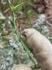 Dioscorea hastifolia