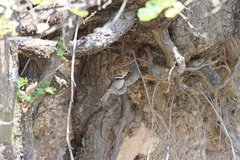 Ochthoeca leucophrys