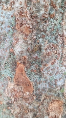 Carrhotus