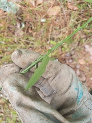 Dioscorea hastifolia