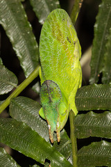 Chamaeleonidae