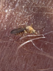 Aedes vexans