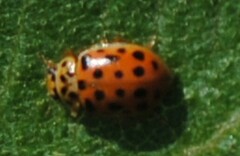 Anisosticta novemdecimpunctata