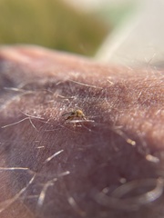 Aedes vexans