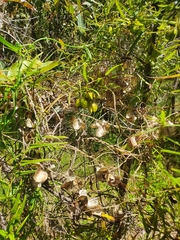 Dioscorea hastifolia