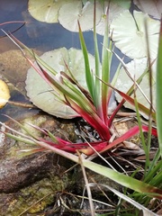 Juncus lomatophyllus