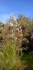 Salix mucronata
