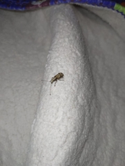 Meconemus infuscatus