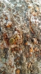 Carrhotus