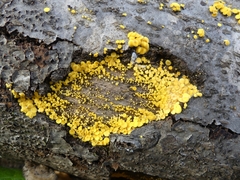 Calycina citrina