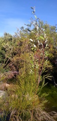 Salix mucronata