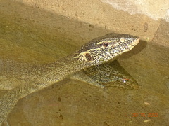 Varanus niloticus