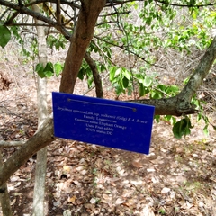 Strychnos spinosa spinosa