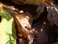 Ichneumon stramentarius