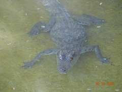 Crocodylus suchus