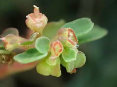 Euphorbia chamaesyce
