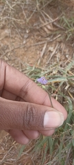 Cyanotis speciosa