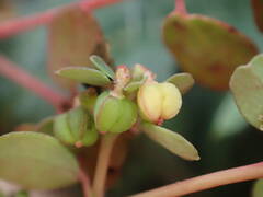 Euphorbia chamaesyce