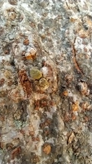 Carrhotus