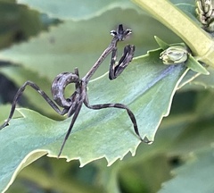 Pseudovates chlorophaea