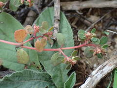 Euphorbia chamaesyce