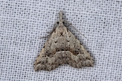 Trigonistis asthenopa
