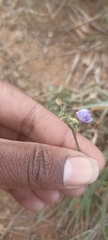 Cyanotis speciosa