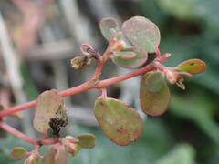 Euphorbia chamaesyce