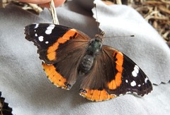 Vanessa atalanta