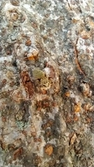 Carrhotus
