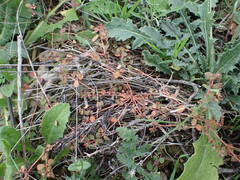 Euphorbia chamaesyce