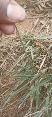 Cyanotis speciosa