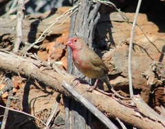 Lagonosticta senegala rendalli
