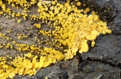 Calycina citrina