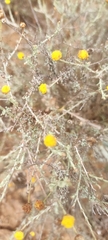 Pentzia incana