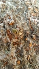 Carrhotus
