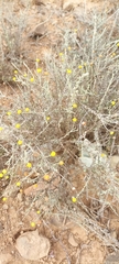 Pentzia incana