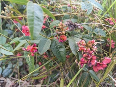 Kennedia coccinea