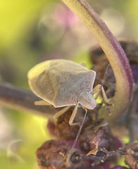 Thyanta custator accerra