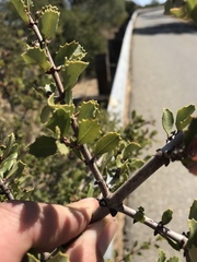 Ceanothus ferrisiae
