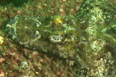 Cymbacephalus beauforti